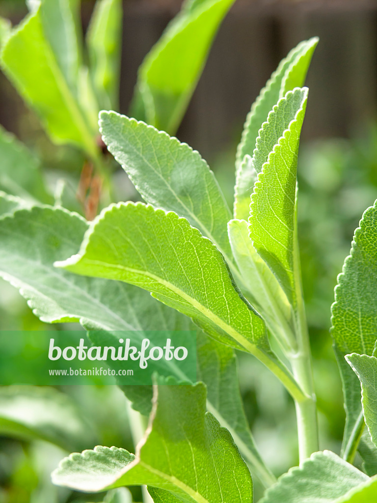 426158 - White sage (Salvia apiana)