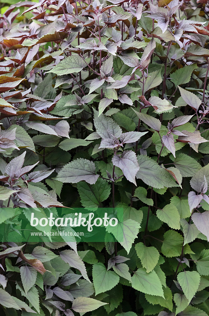 522064 - White snakeroot (Ageratina altissima 'Chocolate' syn. Eupatorium rugosum 'Chocolate')