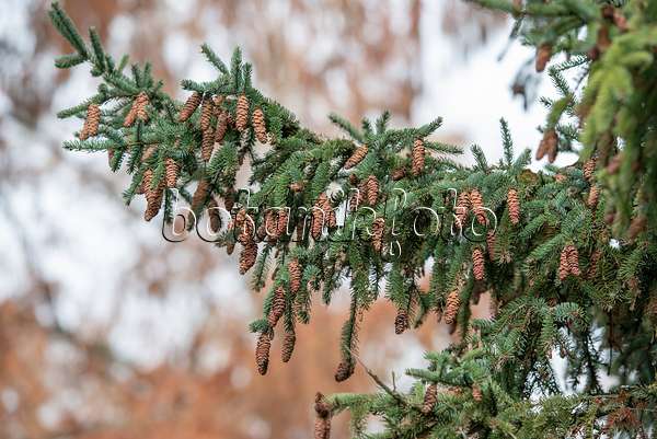 616442 - White spruce (Picea glauca)