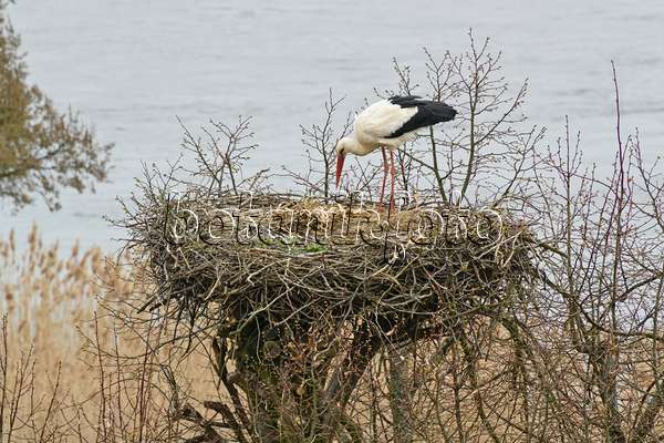 555022 - White stork (Ciconia ciconia) in its nest