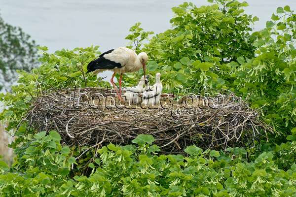 556156 - White stork (Ciconia ciconia) with three young birds