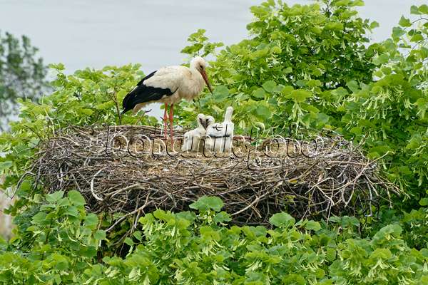 556157 - White stork (Ciconia ciconia) with three young birds