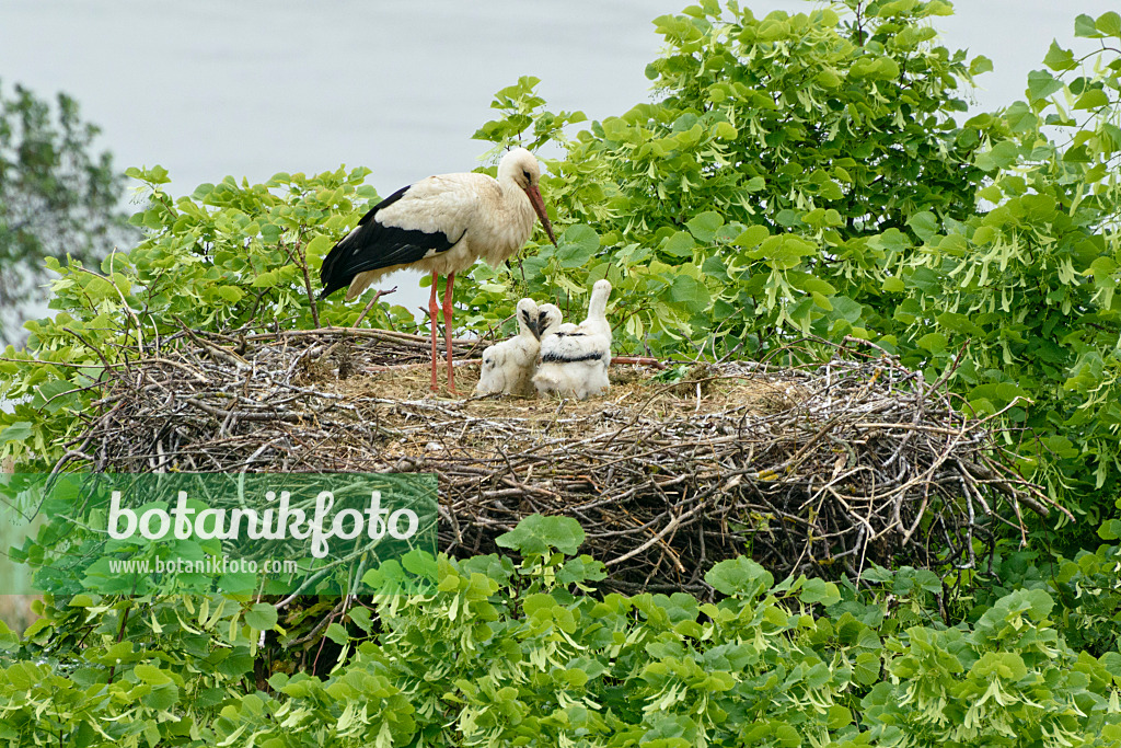 556157 - White stork (Ciconia ciconia) with three young birds