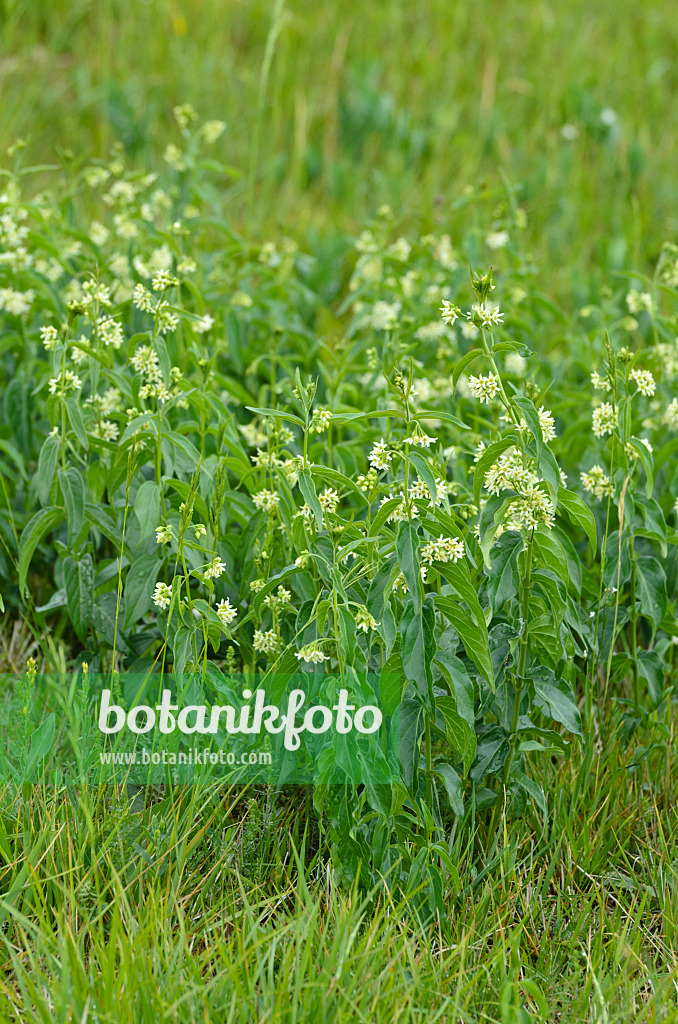 497005 - White swallowwort (Vincetoxicum hirundinaria)