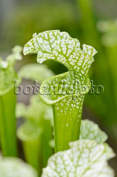 533466 - White trumpet pitcher (Sarracenia leucophylla)