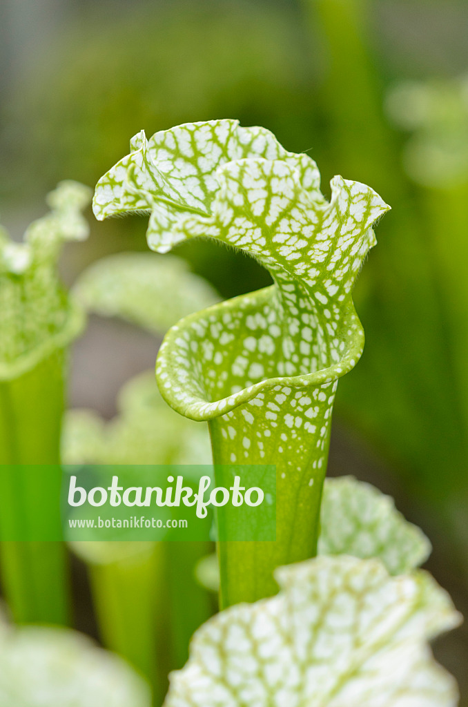 533466 - White trumpet pitcher (Sarracenia leucophylla)