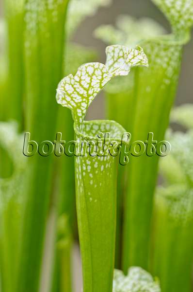 533467 - White trumpet pitcher (Sarracenia leucophylla)