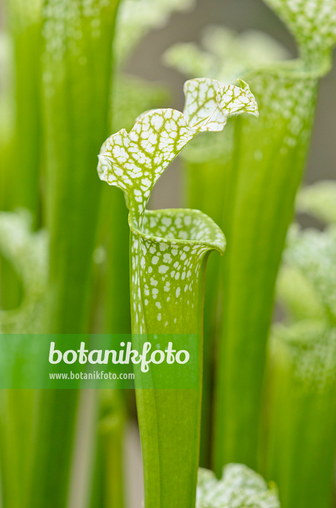 533467 - White trumpet pitcher (Sarracenia leucophylla)