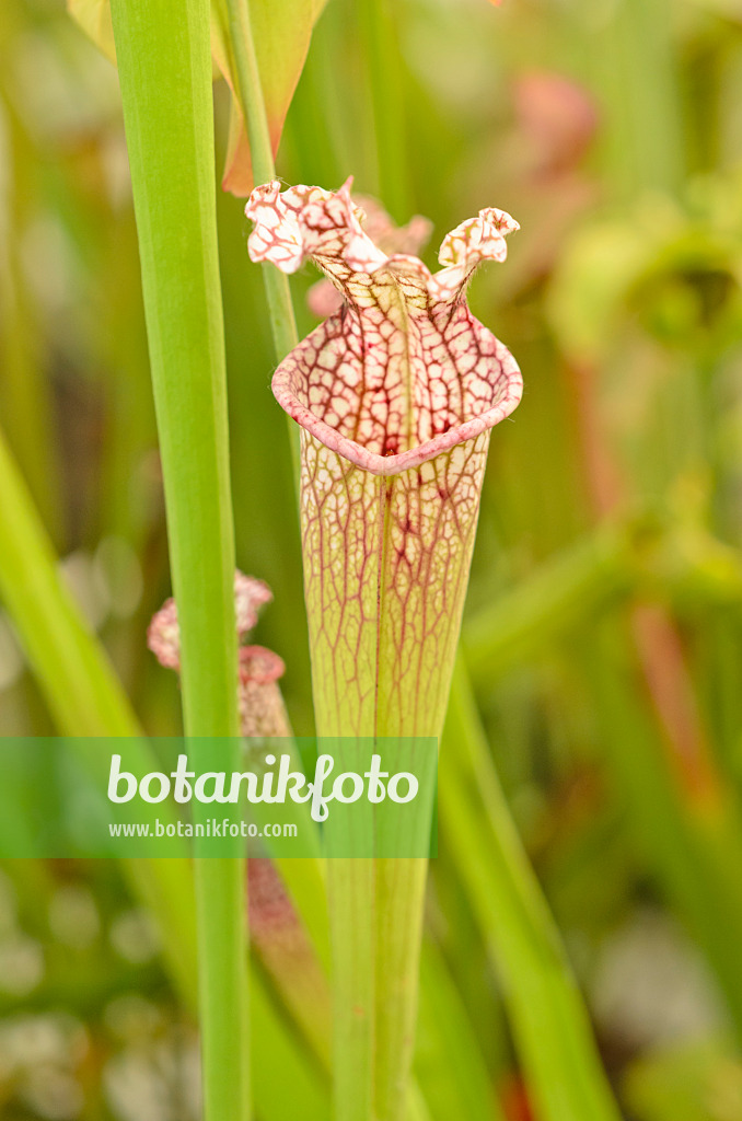 547330 - White trumpet pitcher (Sarracenia leucophylla)