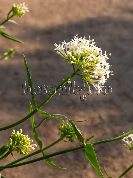 461098 - White valerian (Centranthus ruber 'Albus')
