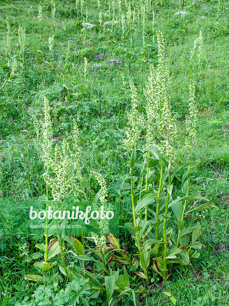 439227 - White veratrum (Veratrum album)