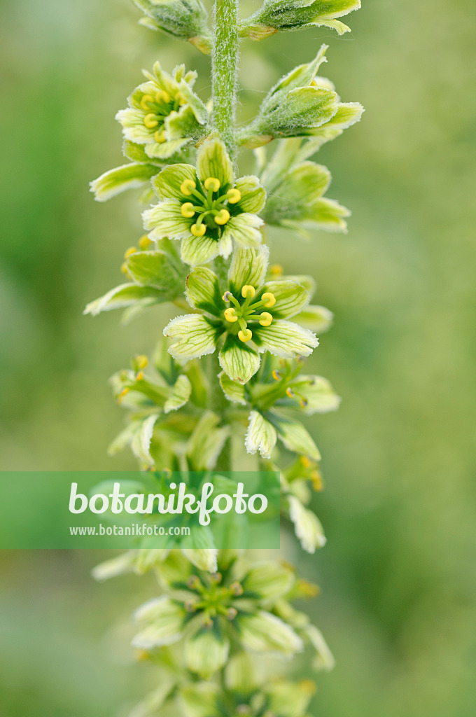 485082 - White veratrum (Veratrum album)