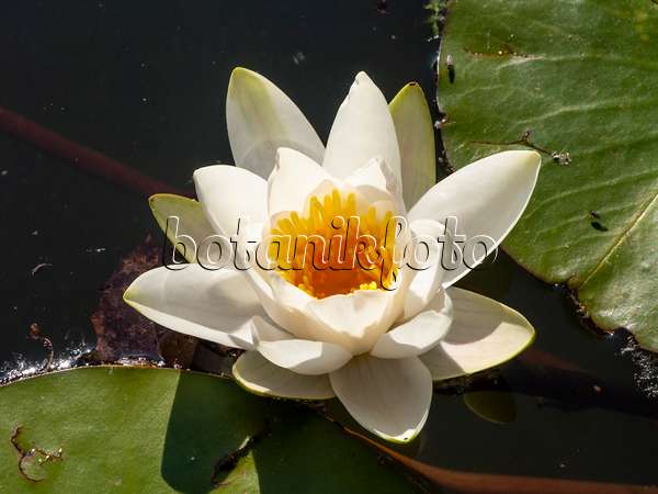 438212 - White water lily (Nymphaea alba)