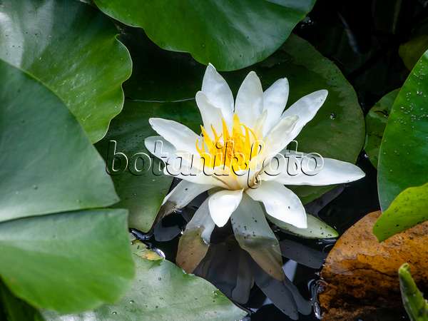 439172 - White water lily (Nymphaea alba)