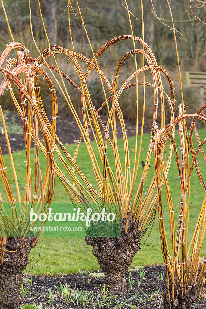 625370 - White willow (Salix alba 'Britzensis')