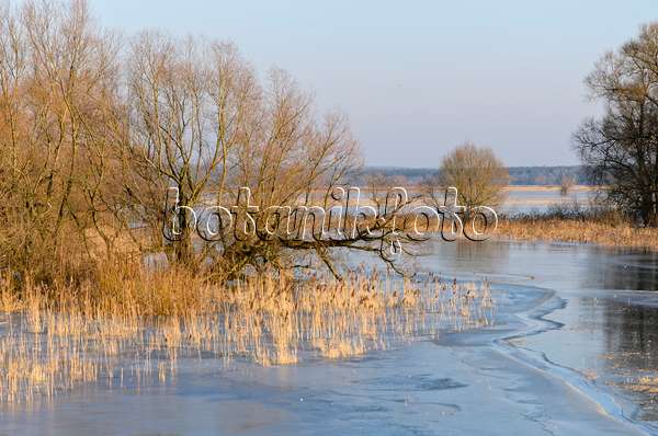505001 - White willow (Salix alba) and common reed (Phragmites australis) on a flooded and frozen polder meadow, Lower Oder Valley National Park, Germany