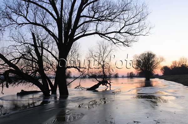 505003 - White willow (Salix alba) on a flooded and frozen polder meadow, Lower Oder Valley National Park, Germany