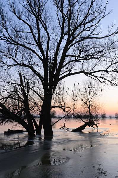 505004 - White willow (Salix alba) on a flooded and frozen polder meadow, Lower Oder Valley National Park, Germany
