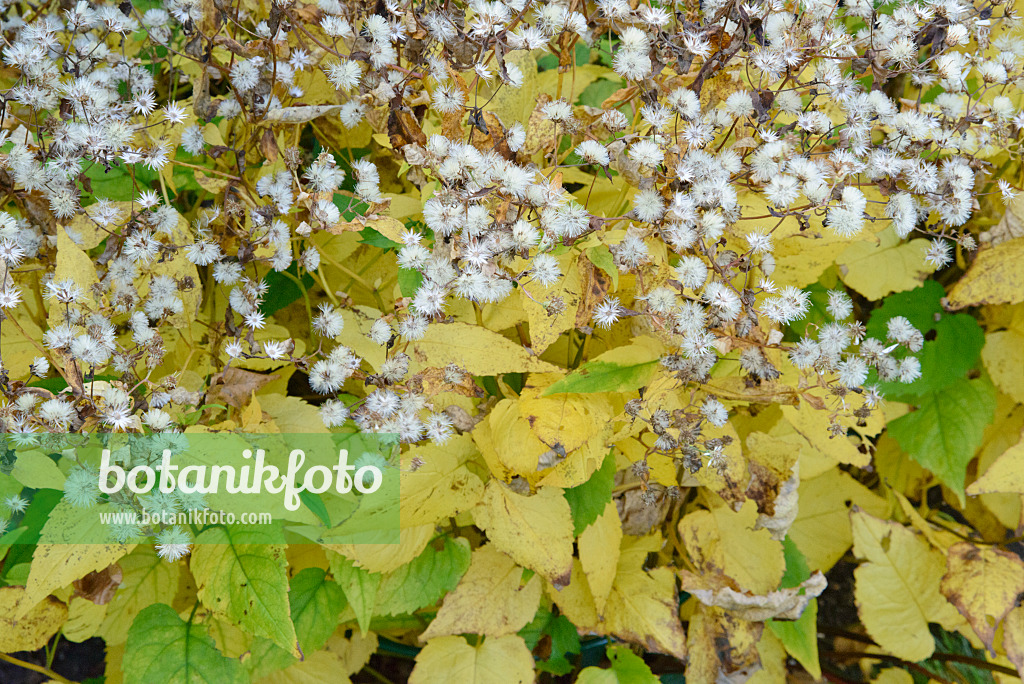 548129 - White wood aster (Aster divaricatus)