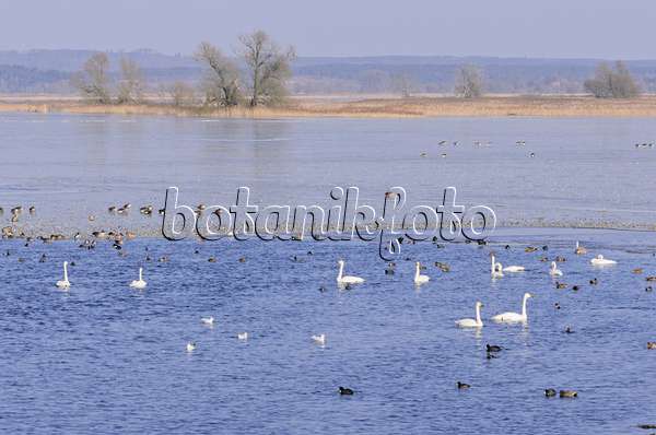 578006 - Whooper swans (Cygnus cygnus) and greylag geese (Anser anser) on a flooded and frozen polder meadow, Lower Oder Valley National Park, Germany