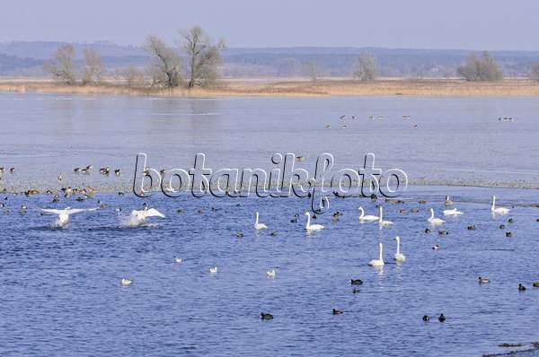 578007 - Whooper swans (Cygnus cygnus) and greylag geese (Anser anser) on a flooded and frozen polder meadow, Lower Oder Valley National Park, Germany