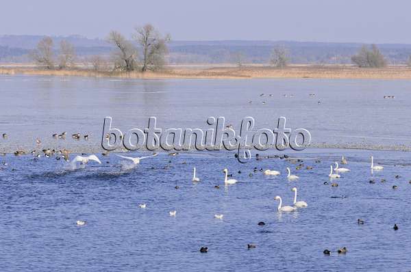 578008 - Whooper swans (Cygnus cygnus) and greylag geese (Anser anser) on a flooded and frozen polder meadow, Lower Oder Valley National Park, Germany