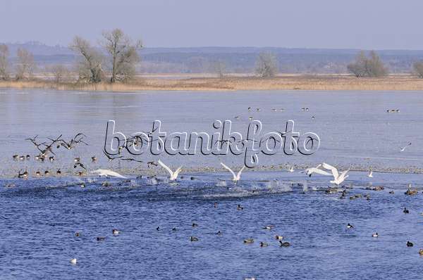 578010 - Whooper swans (Cygnus cygnus) and greylag geese (Anser anser) on a flooded and frozen polder meadow, Lower Oder Valley National Park, Germany