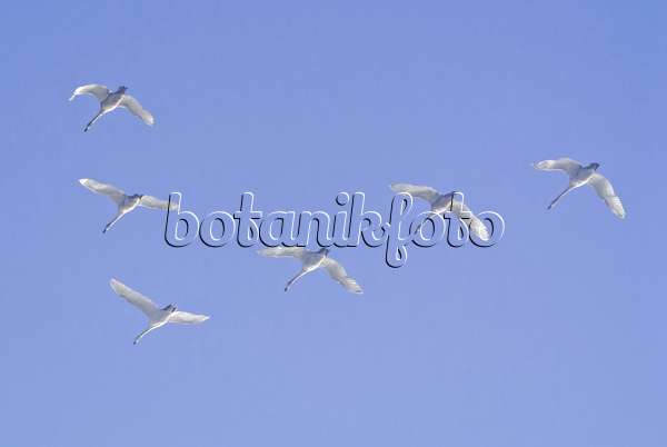 529009 - Whooper swans (Cygnus cygnus), Lower Oder Valley National Park, Germany