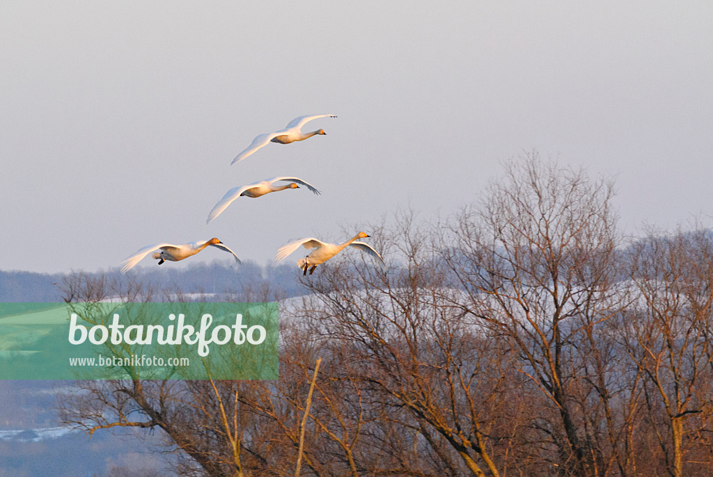 529012 - Whooper swans (Cygnus cygnus), Lower Oder Valley National Park, Germany