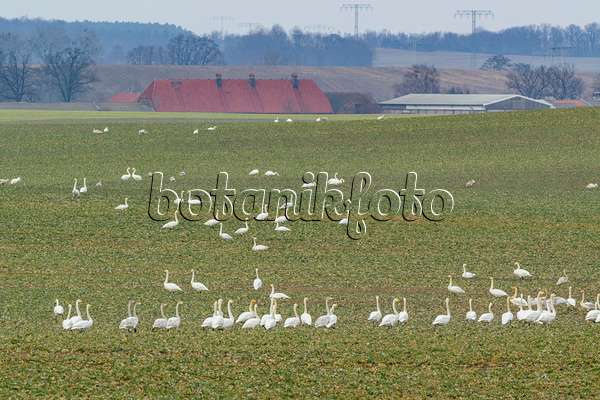553106 - Whooper swans (Cygnus cygnus) on a field, Brandenburg, Germany