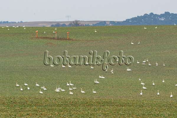 553107 - Whooper swans (Cygnus cygnus) on a field, Brandenburg, Germany