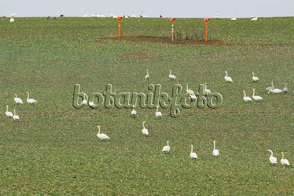553108 - Whooper swans (Cygnus cygnus) on a field, Brandenburg, Germany
