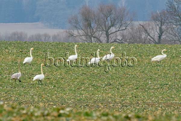 553109 - Whooper swans (Cygnus cygnus) on a field, Brandenburg, Germany