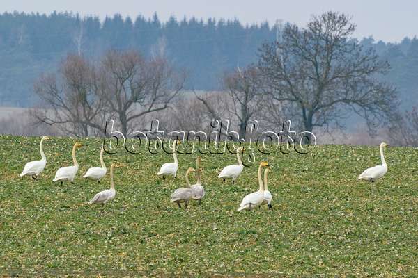 553110 - Whooper swans (Cygnus cygnus) on a field, Brandenburg, Germany