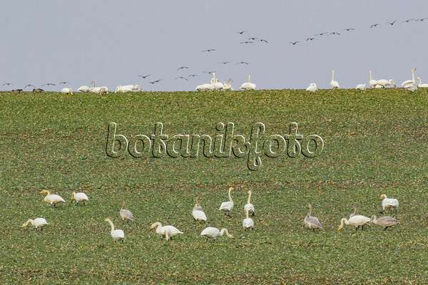 553111 - Whooper swans (Cygnus cygnus) on a field, Brandenburg, Germany