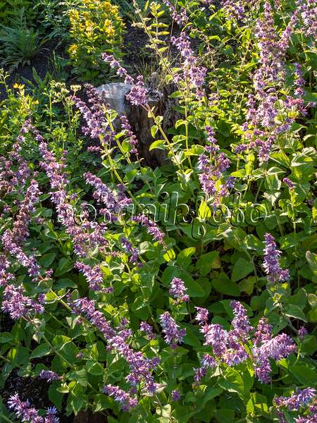 402053 - Whorled sage (Salvia verticillata)