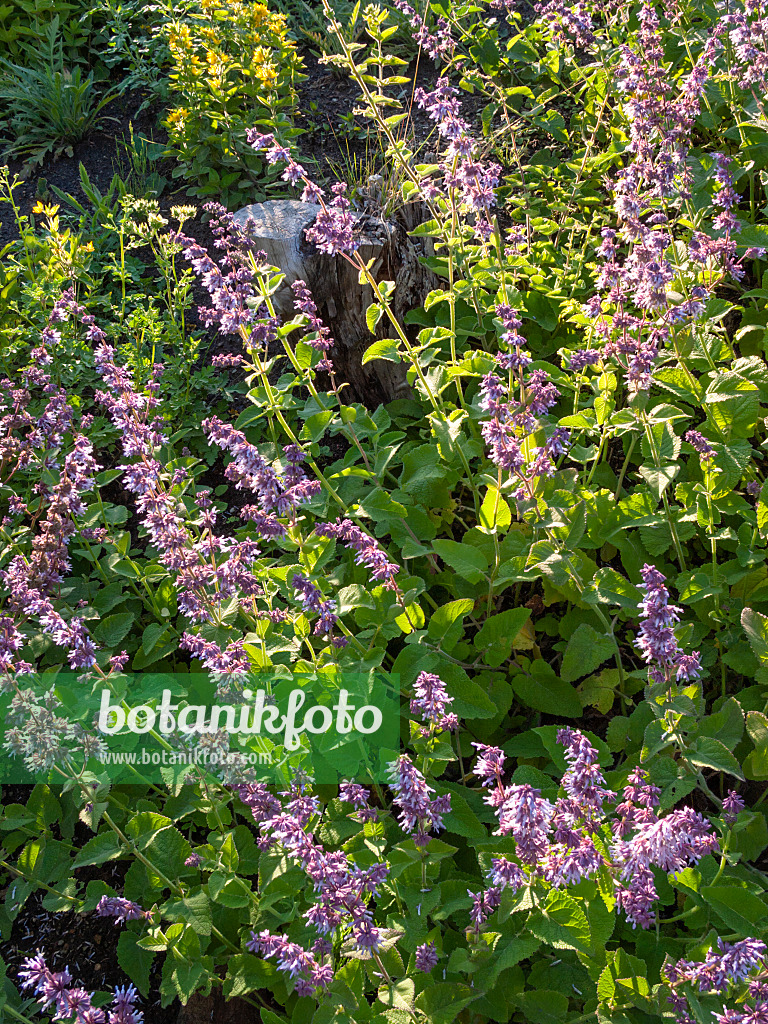 402053 - Whorled sage (Salvia verticillata)