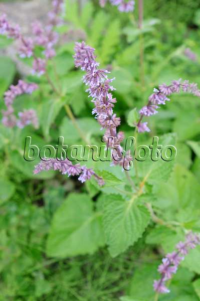 485103 - Whorled sage (Salvia verticillata)