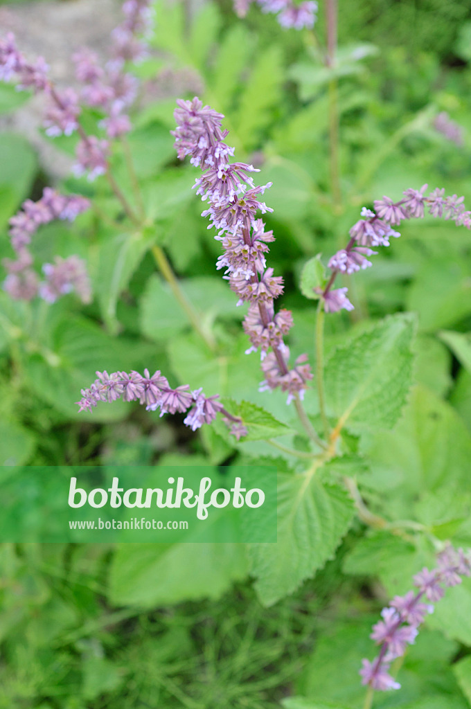 485103 - Whorled sage (Salvia verticillata)