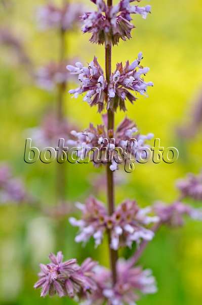 485182 - Whorled sage (Salvia verticillata)