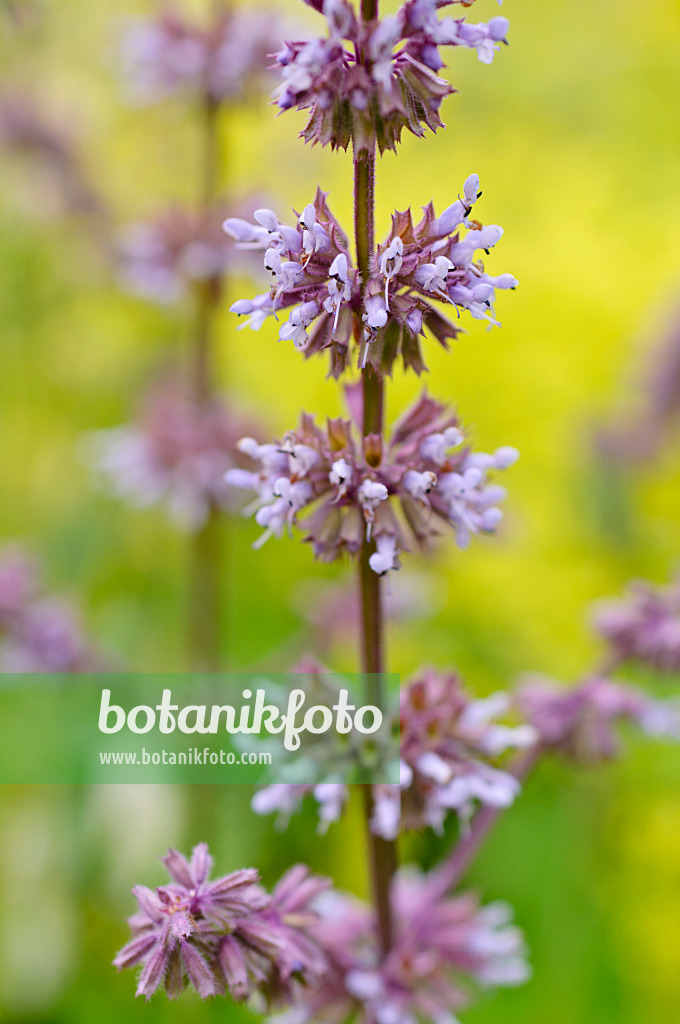 485182 - Whorled sage (Salvia verticillata)