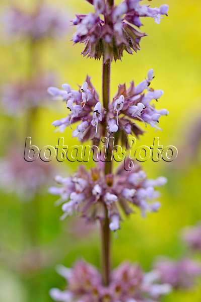 485183 - Whorled sage (Salvia verticillata)