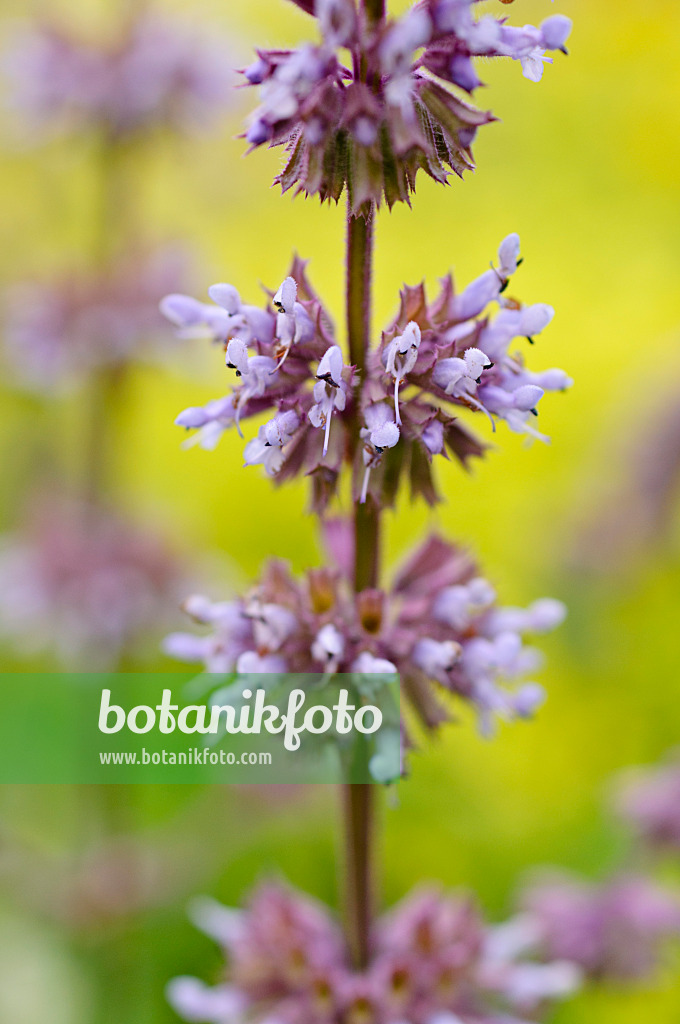 485183 - Whorled sage (Salvia verticillata)