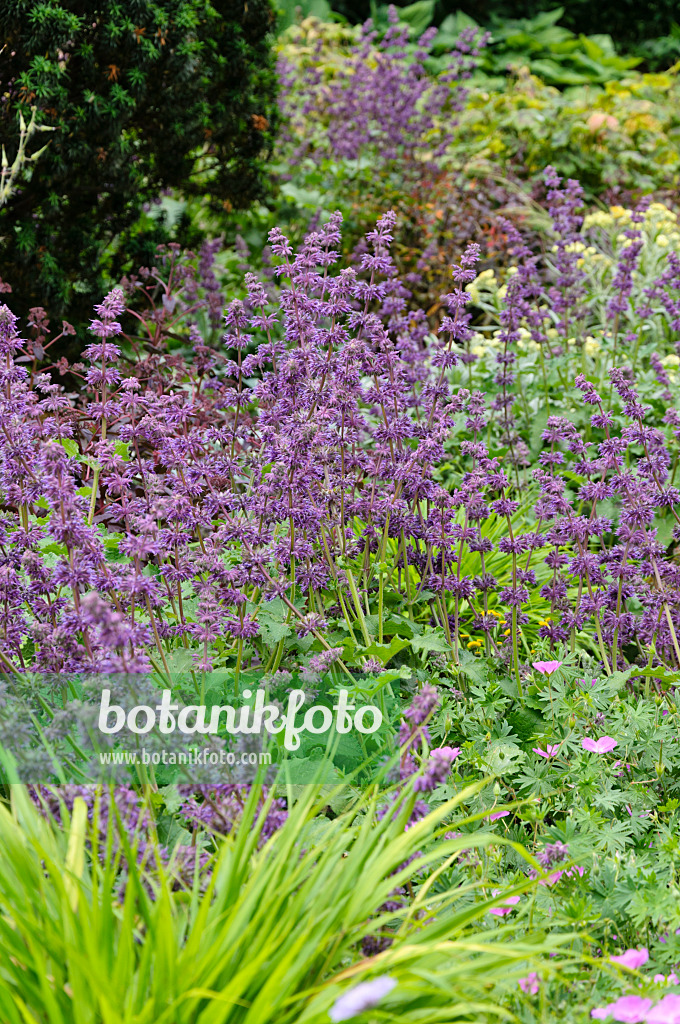 486049 - Whorled sage (Salvia verticillata)