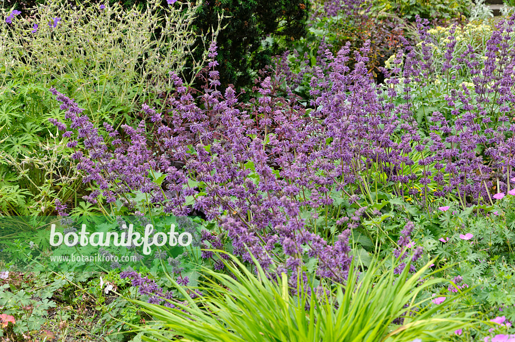 486050 - Whorled sage (Salvia verticillata)