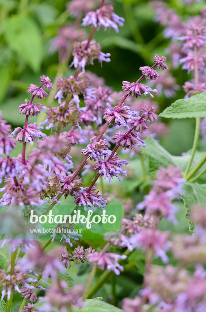 521516 - Whorled sage (Salvia verticillata)