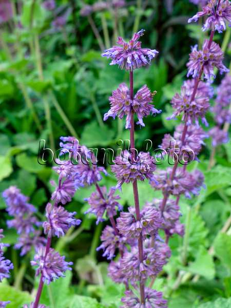 461105 - Whorled sage (Salvia verticillata 'Purple Rain')