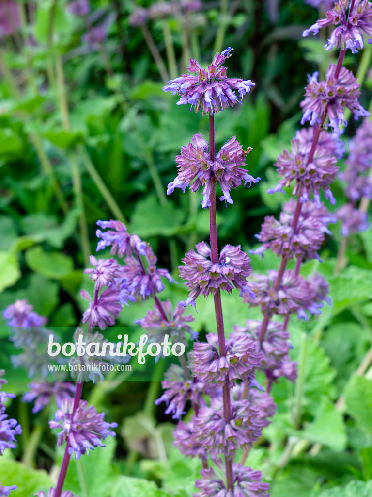 461105 - Whorled sage (Salvia verticillata 'Purple Rain')