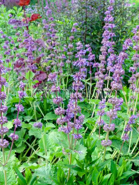 461106 - Whorled sage (Salvia verticillata 'Purple Rain')
