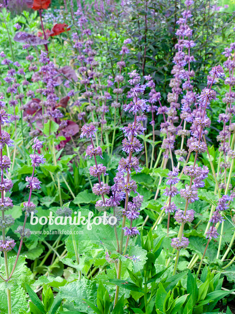 461106 - Whorled sage (Salvia verticillata 'Purple Rain')